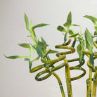 Twisted Green Bamboo on a Long Stem Peony