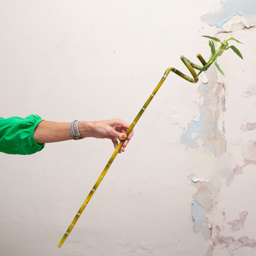Twisted Green Bamboo on a Long Stem Peony