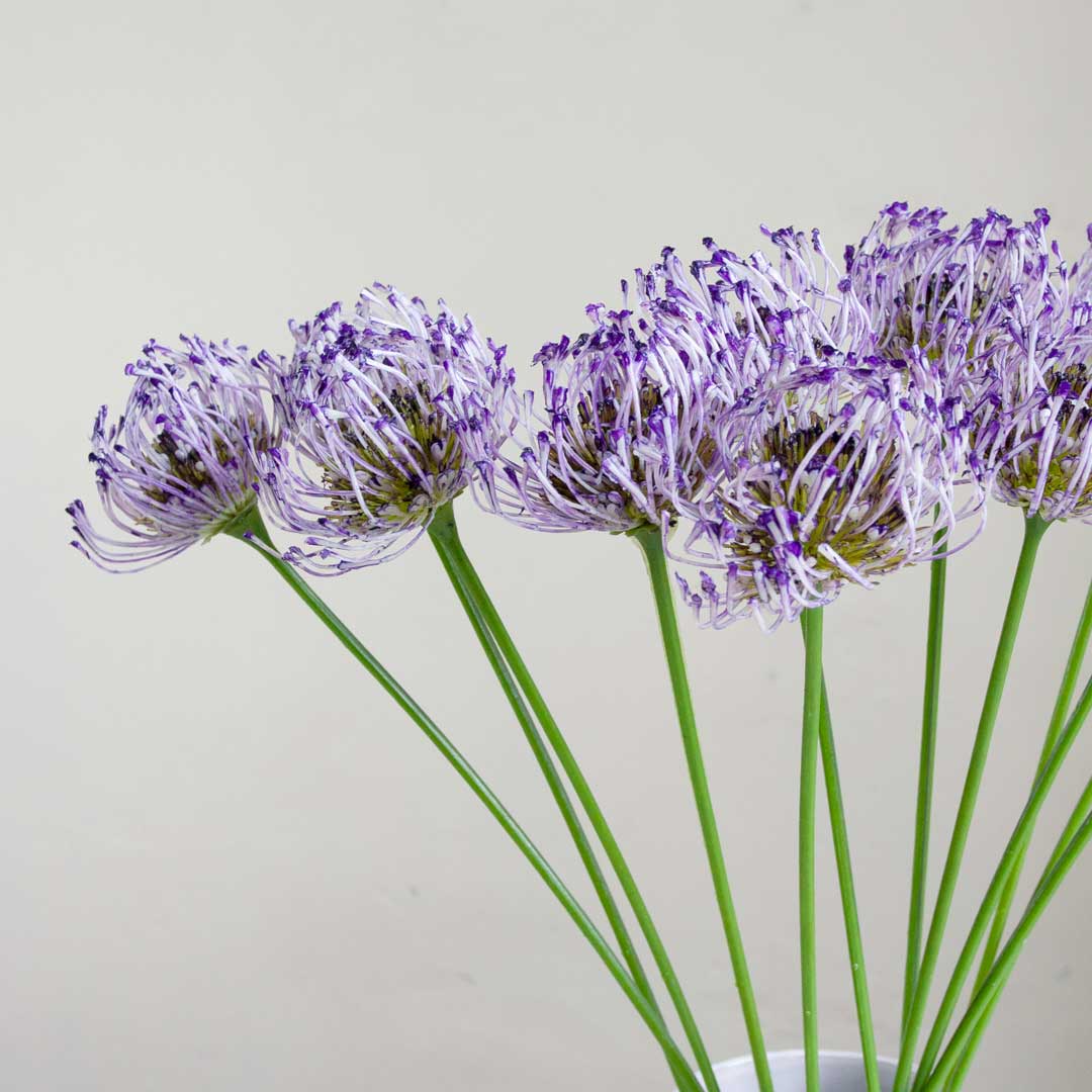 Purple Protea on a Long Stem Peony