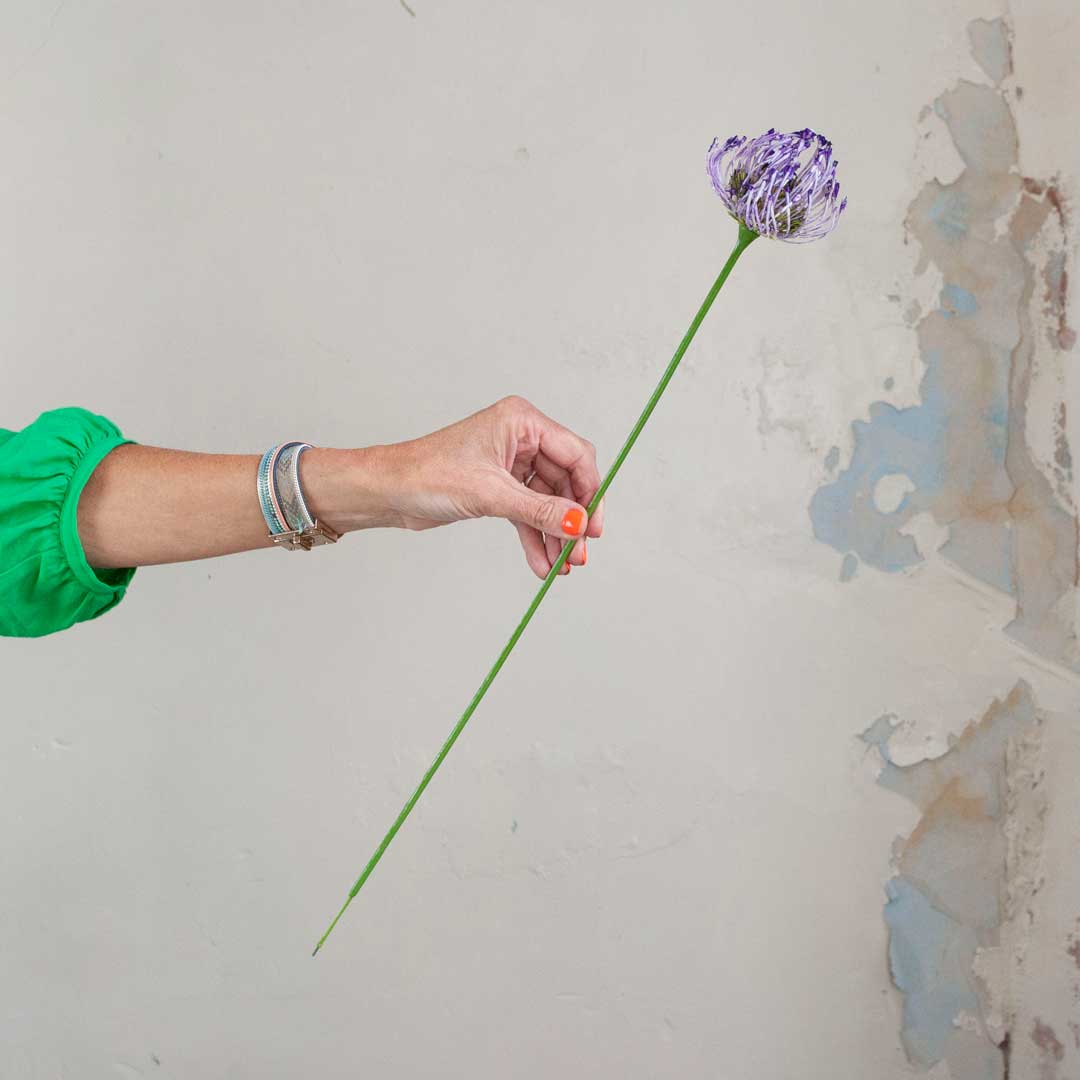 Purple Protea on a Long Stem Peony