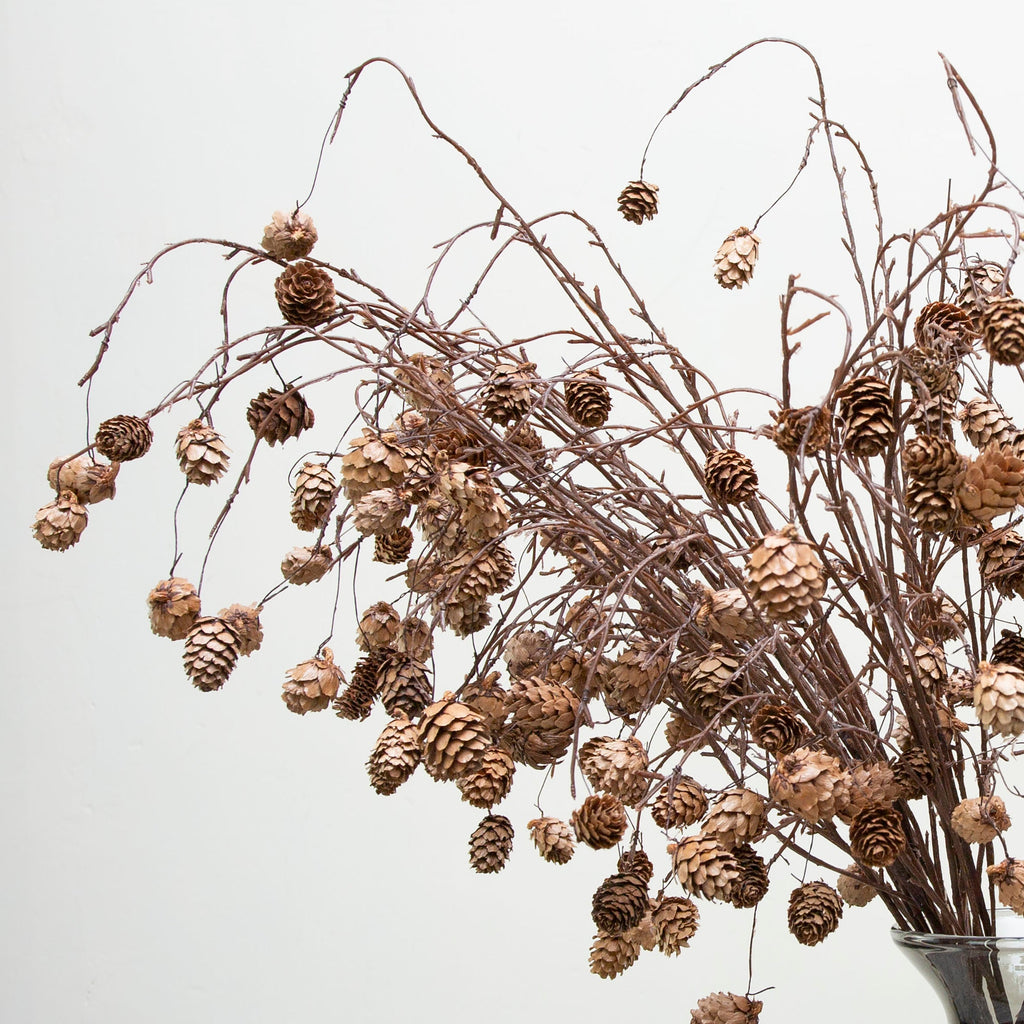 Long Stemmed, Pine Cones on a Woody Branch. Peony