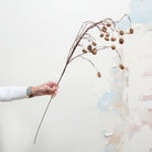 Long Stemmed, Pine Cones on a Woody Branch. Peony