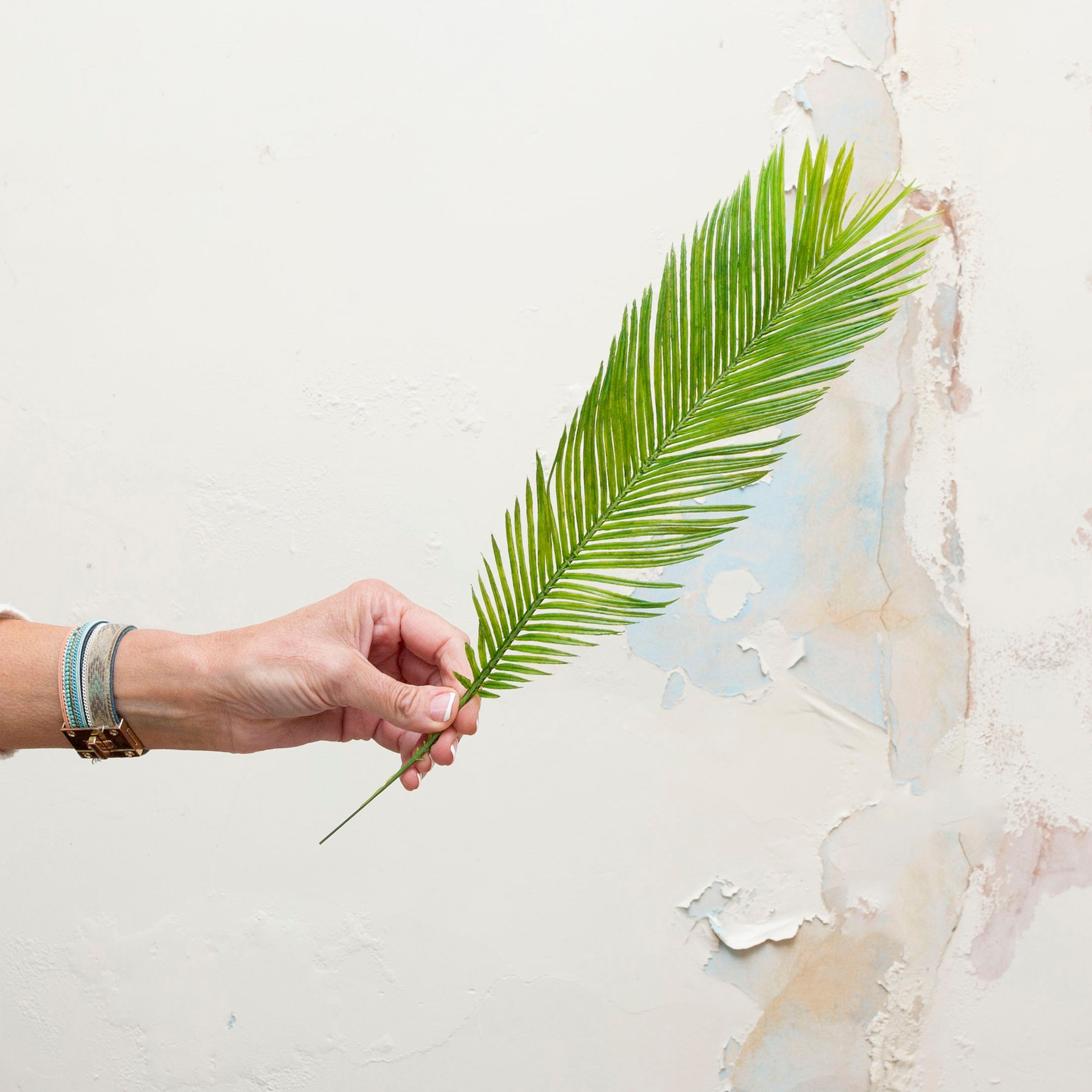 Green palm leaf. Peony