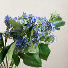 Blue Viburnum Stem with Leaves Peony