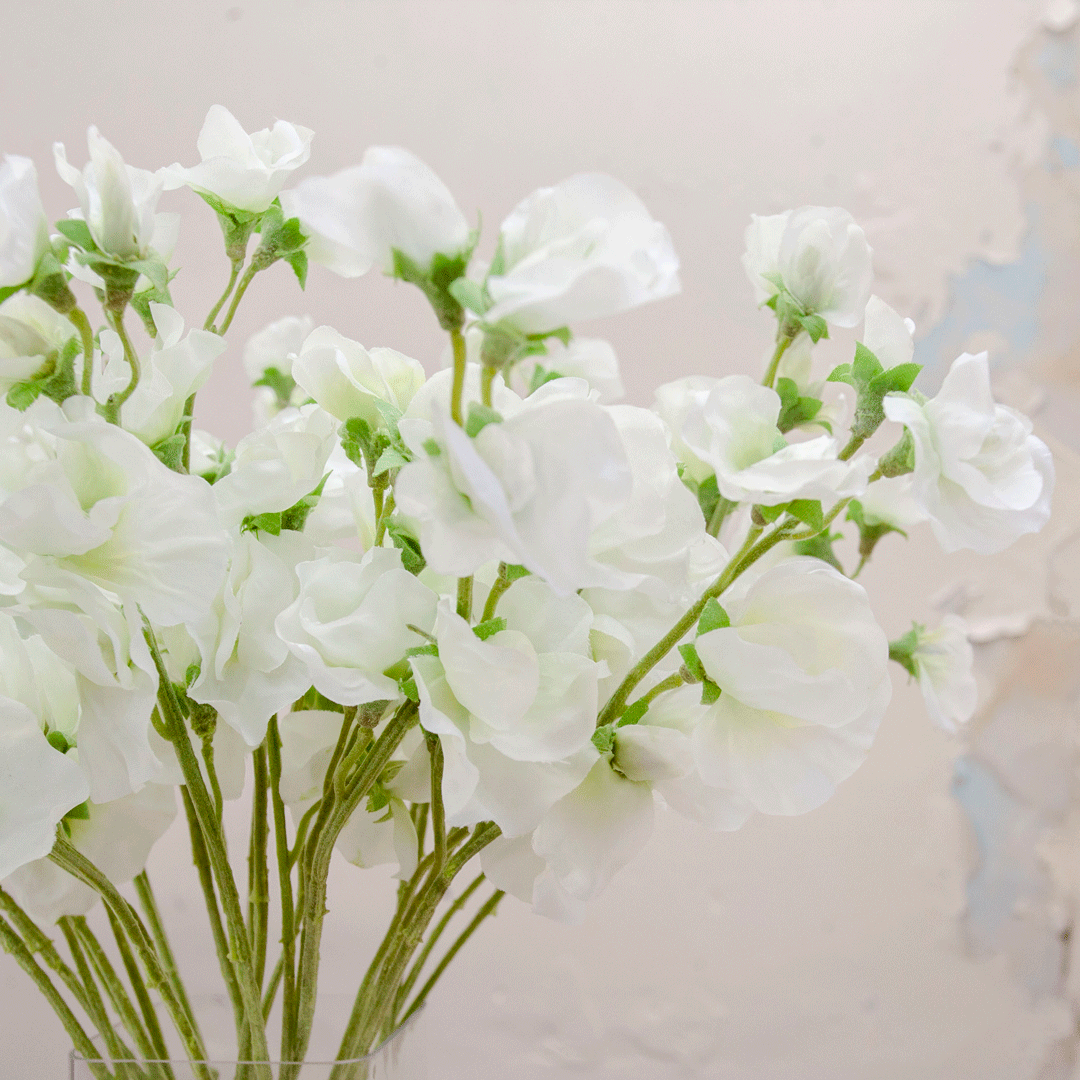 Bridal white sweet peas Peony
