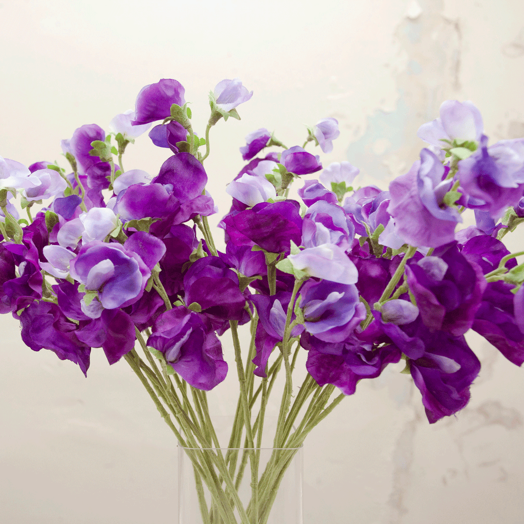 Pale purple sweet peas Peony