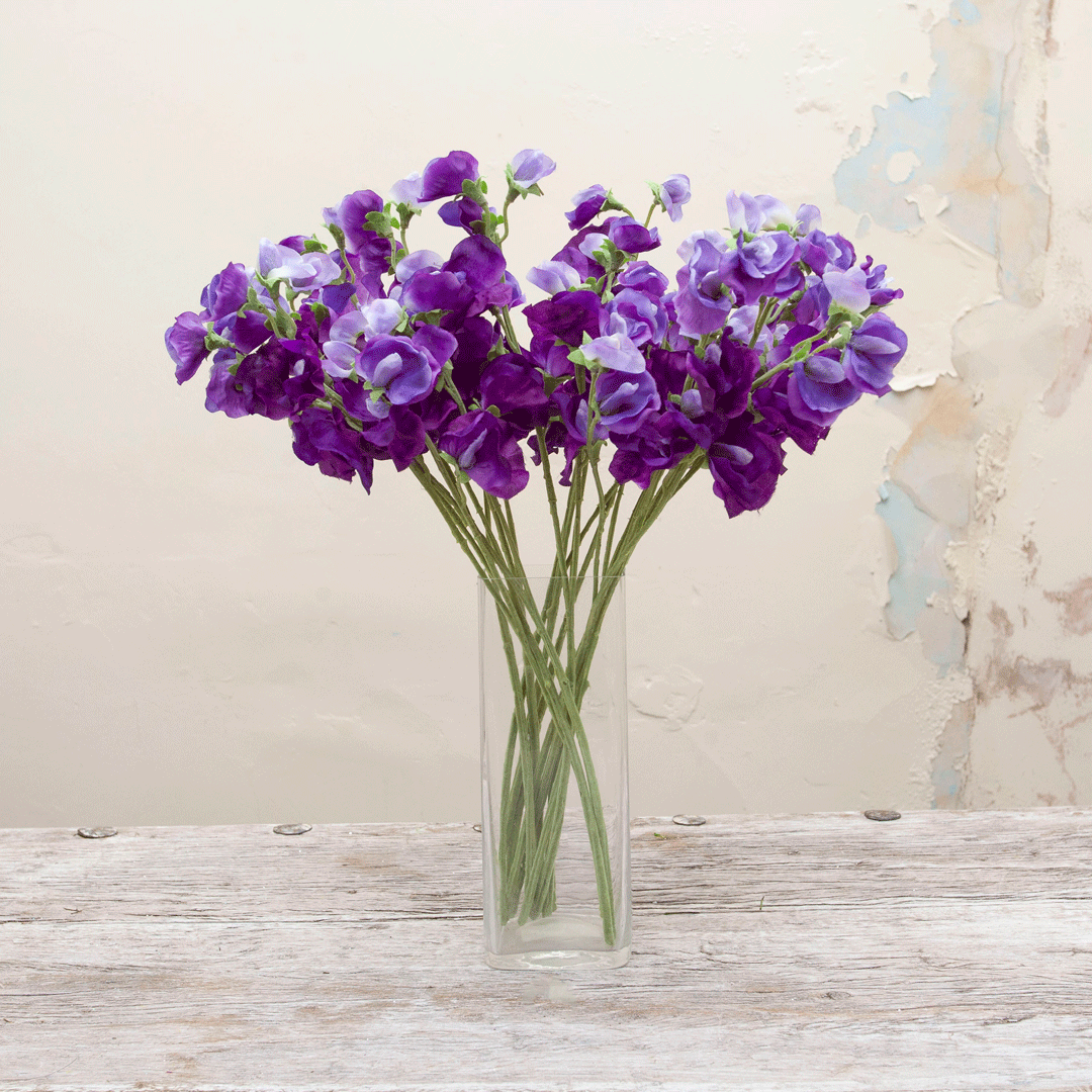 Pale purple sweet peas Peony