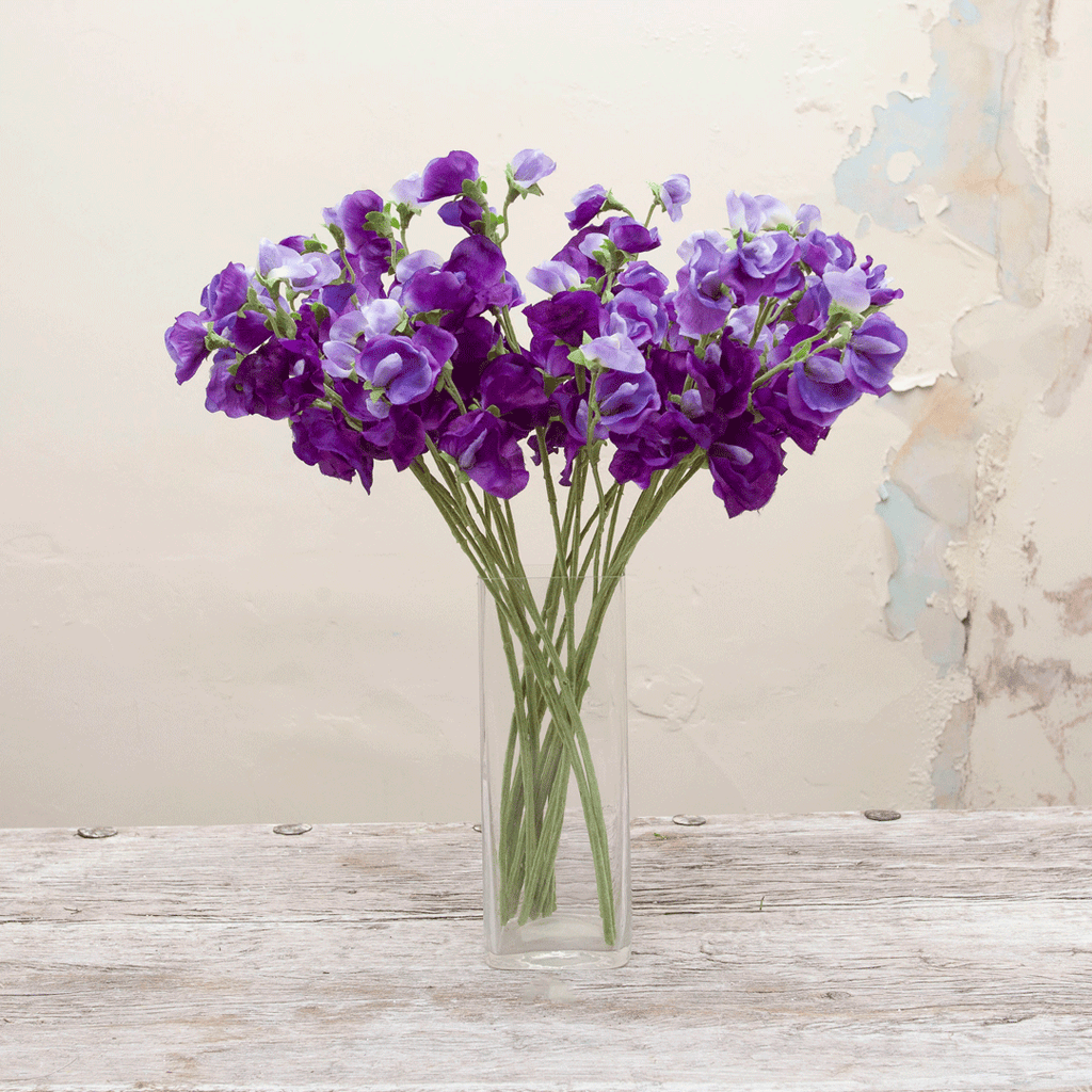 Pale purple sweet peas Peony