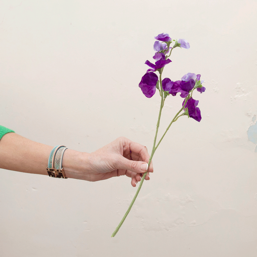 Pale purple sweet peas Peony