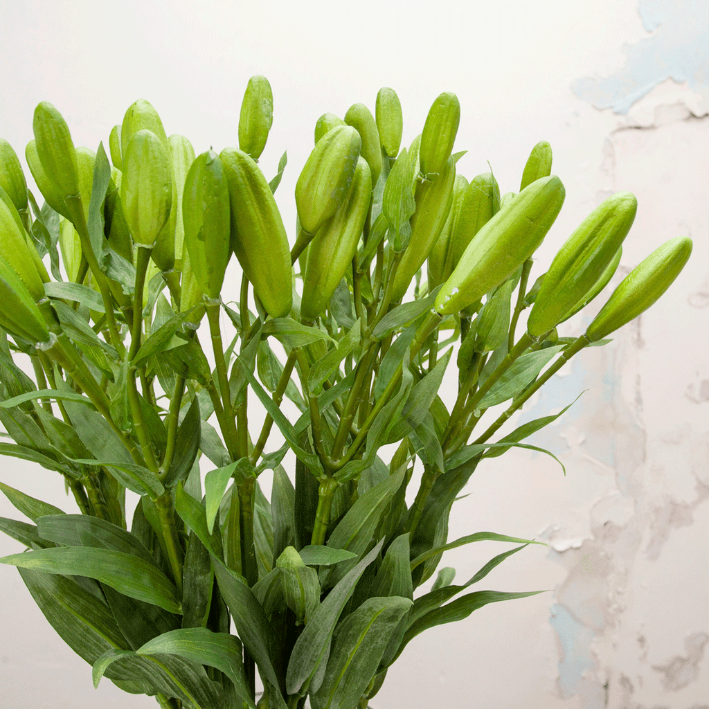 Green lily buds and leaves Peony