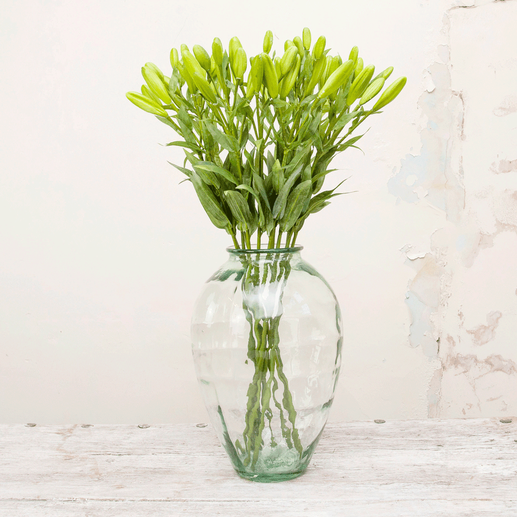 Green lily buds and leaves Peony