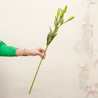 Green lily buds and leaves Peony