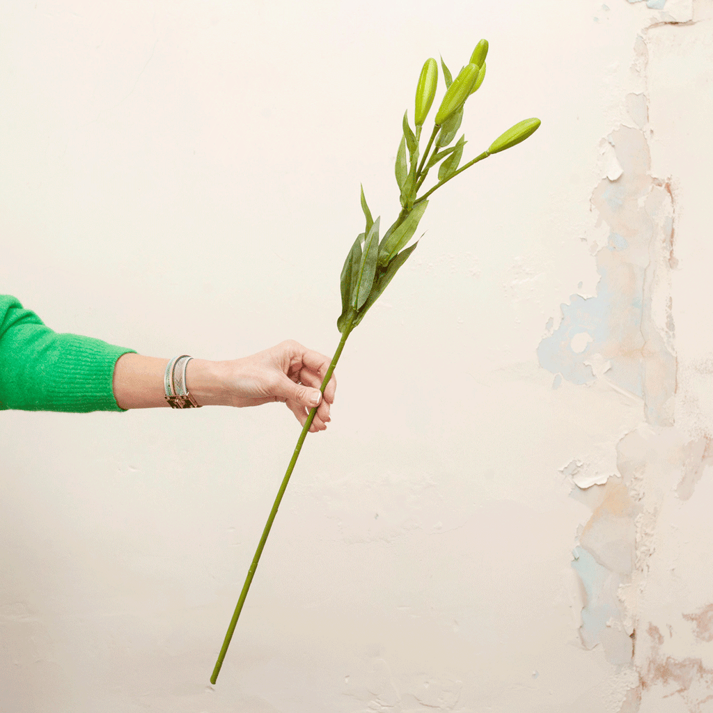 Green lily buds and leaves Peony