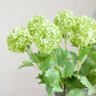 Viburnum on a Long Stem with Leaves Peony