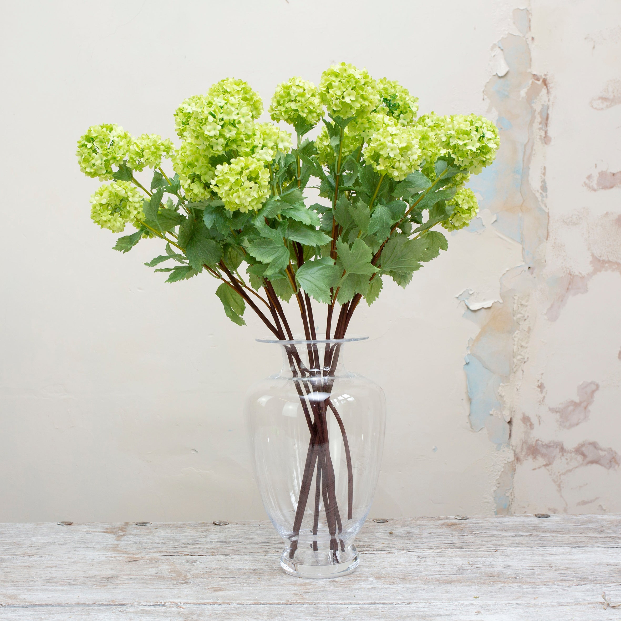 Vibermun in a stunning fresh green with three flowering heads on a long stem with leaves. Peony