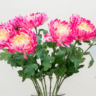 Vibrant fushia pink with yellow centre chrysanthemum. Peony