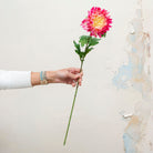 Vibrant fushia pink with yellow centre chrysanthemum. Peony