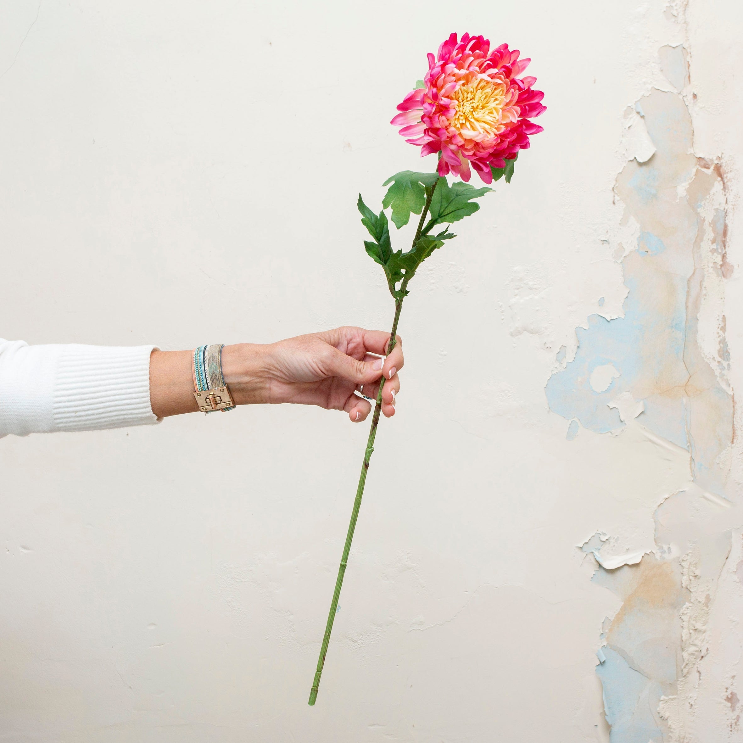 Vibrant fushia pink with yellow centre chrysanthemum. Peony
