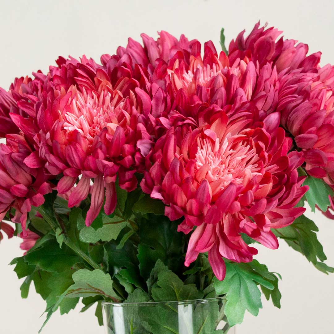 Fuchsia Chrysanthemum with Leaves on a Long Stem Peony