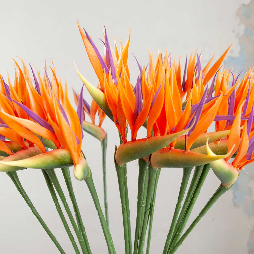 Orange Bird Of Paradise on a Long Stem Peony