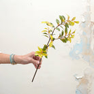 Seasonal leaves branch on a woody branch.