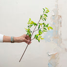 Green foliage on a woody stem.