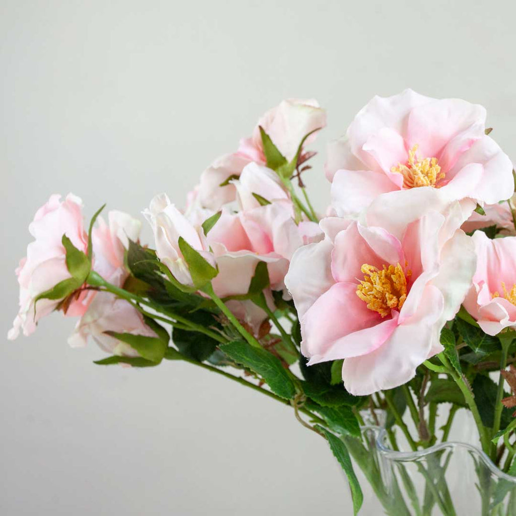 Pale Pink Dogwood Rose with Buds and Leaves on a Long Stem Peony