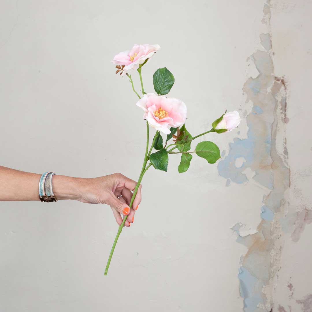 Pale Pink Dogwood Rose with Buds and Leaves on a Long Stem Peony