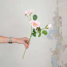 Pale Pink Dogwood Rose with Buds and Leaves on a Long Stem Peony