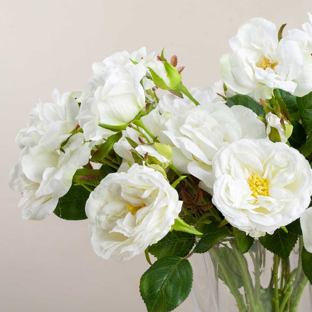 Bridal White Old English Rose with Buds and Leaves on a Long Stem Peony