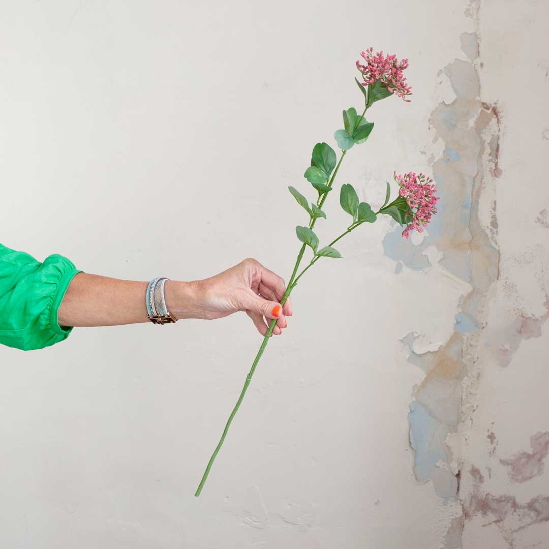 Achillea with Dark Pink Berries and Leaves on a Long Stem Peony