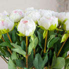 Bridal White Peony in Bud with Leaves on a Long Stem Peony