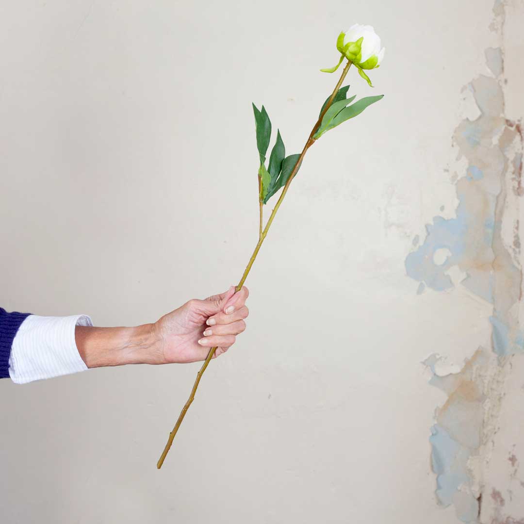 Bridal White Peony in Bud with Leaves on a Long Stem Peony
