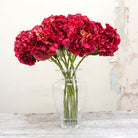 Red pom pom hydrangea with leaves on a long stem. Peony