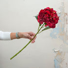 Red pom pom hydrangea with leaves on a long stem. Peony