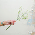 A sage geen peranium foliage stem.