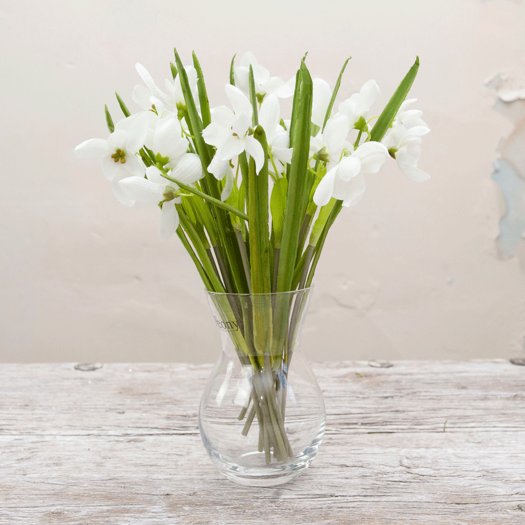 White snowdrops with leaves Peony