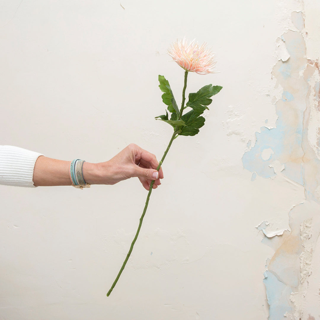 Real touch pale pink spider chrysanthemums.