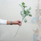 Real touch green dusty miller.