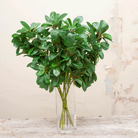 Laurel green leaf spray Peony