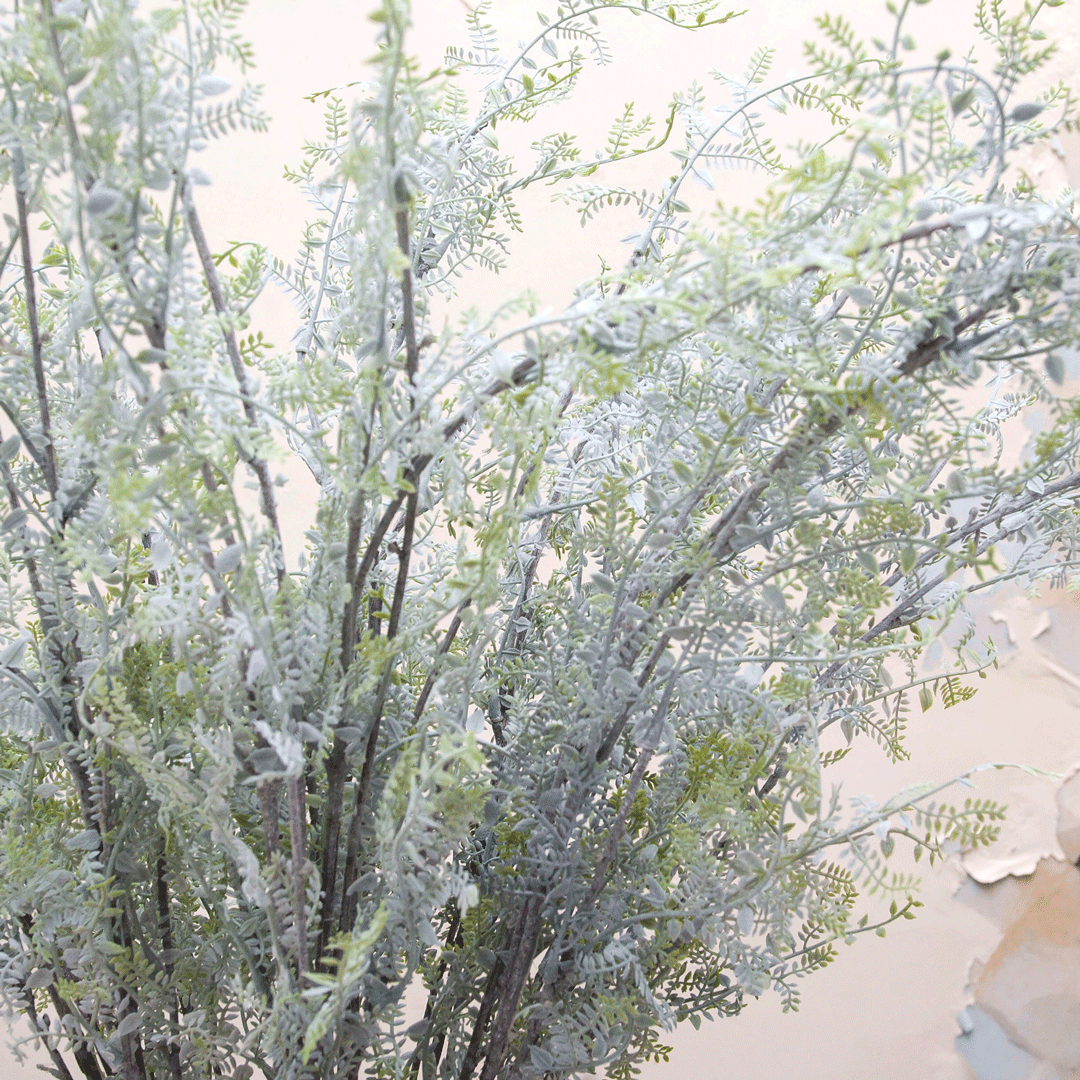 Fern foliage in pale green Peony