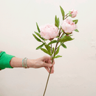 Peonies in pale pink on a long stem Peony