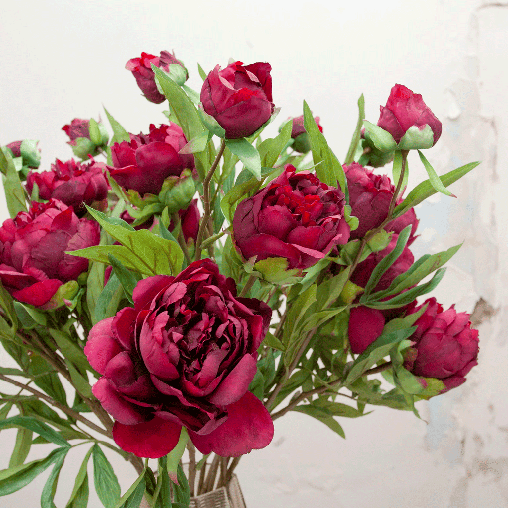 Peonies in a dark fuchsia on a long stem Peony