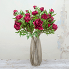 Peonies in a dark fuchsia on a long stem Peony