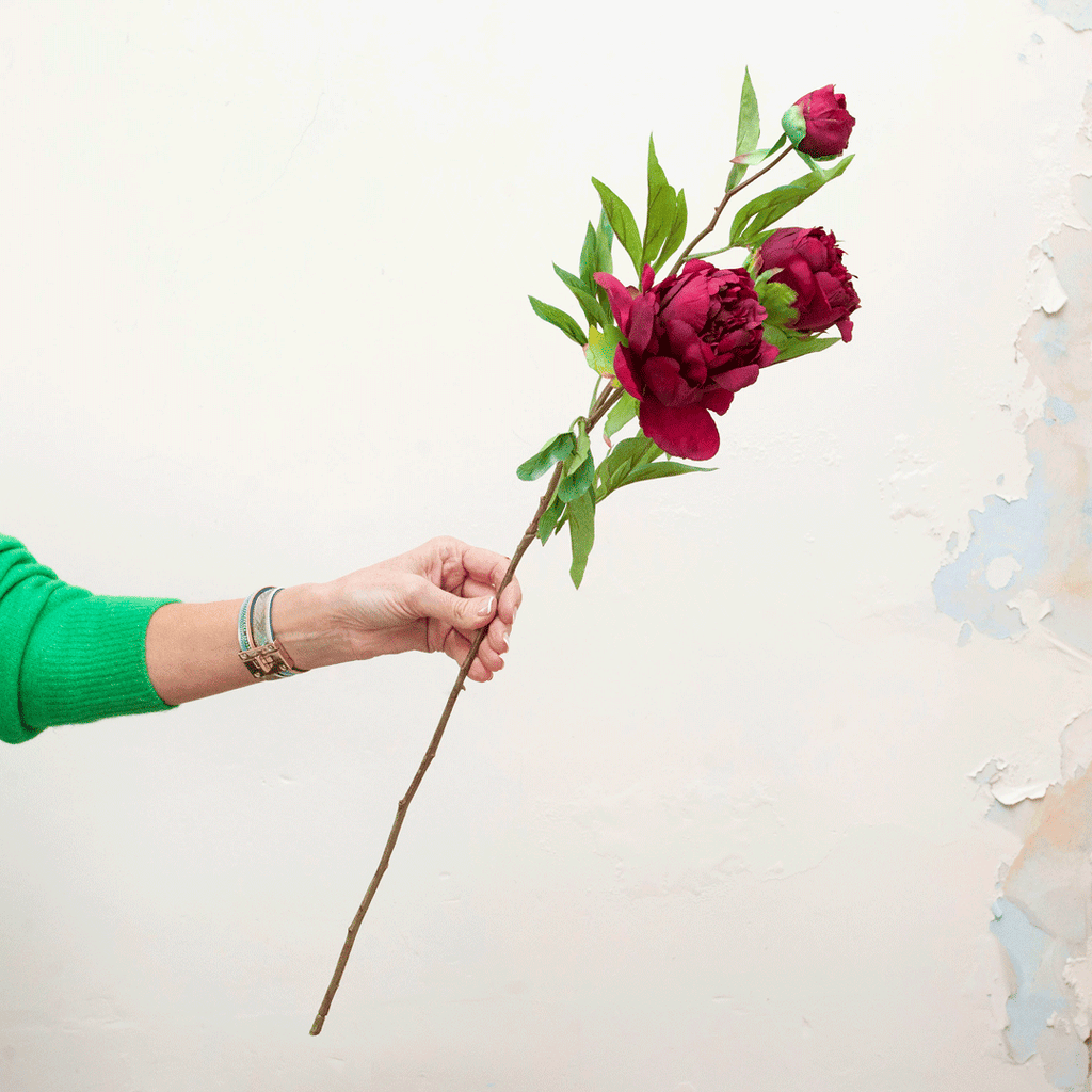 Peonies in a dark fuchsia on a long stem Peony