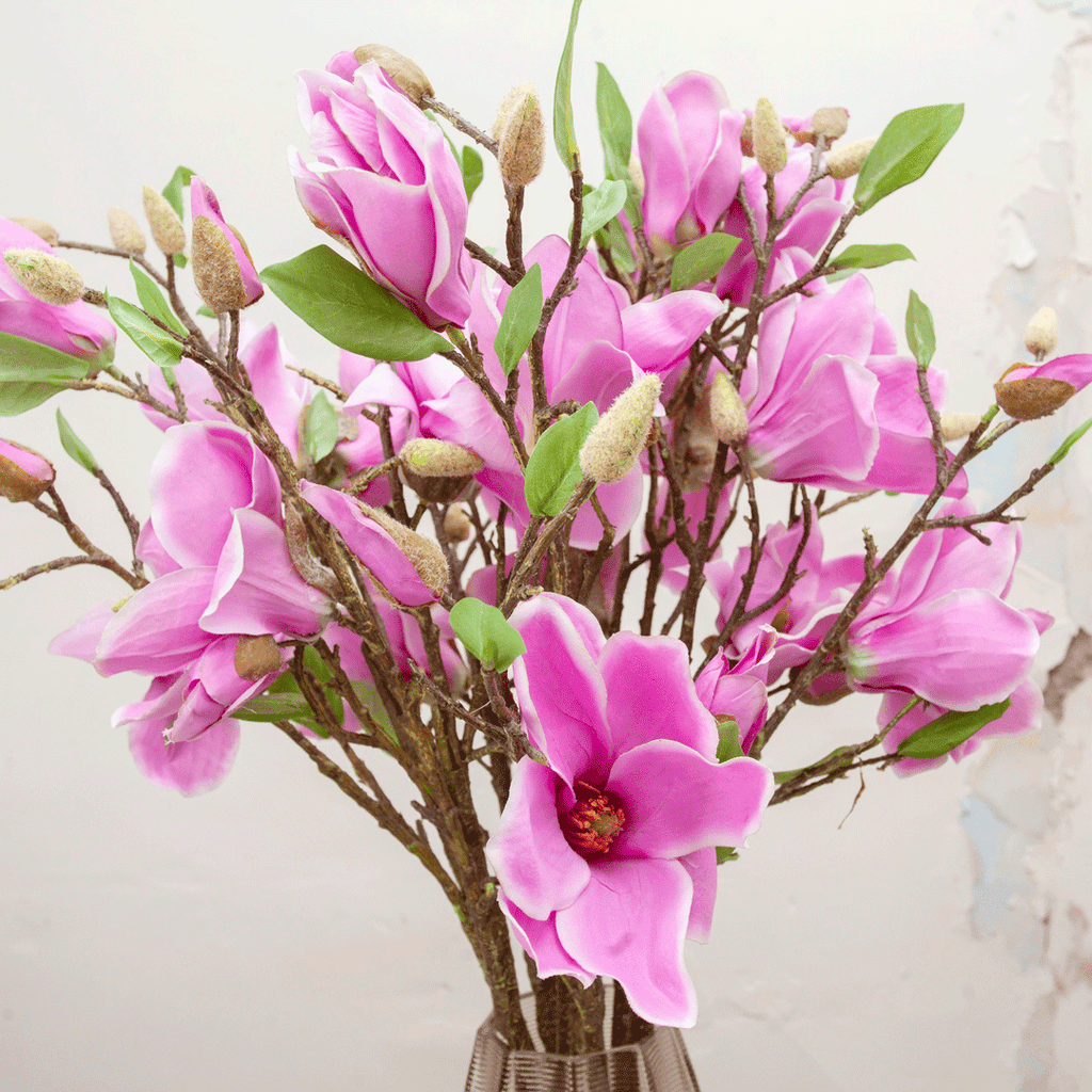 Pink Magnolia branch with buds and leaves. Peony