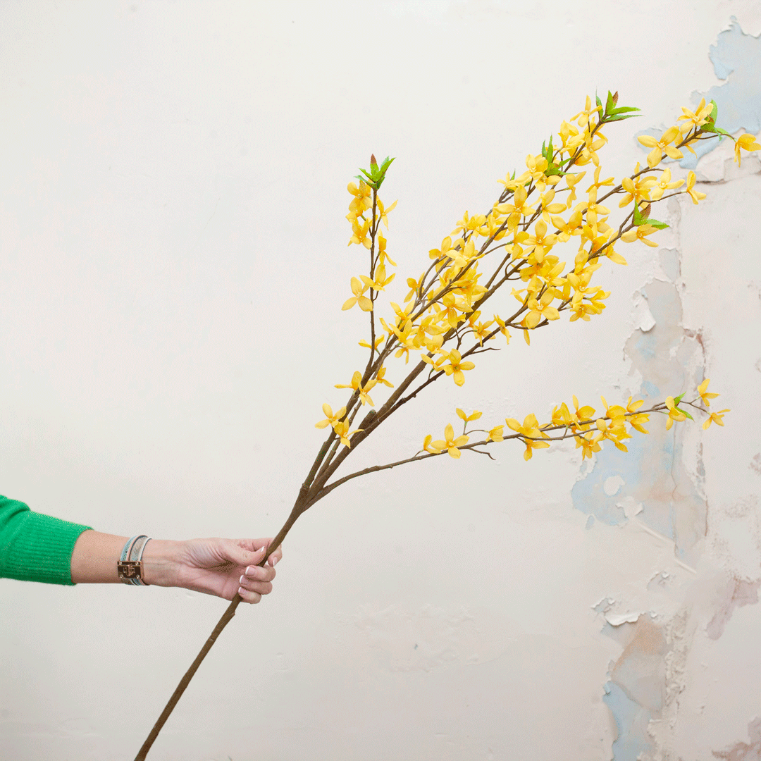 Yellow long stemmed forsythia Peony